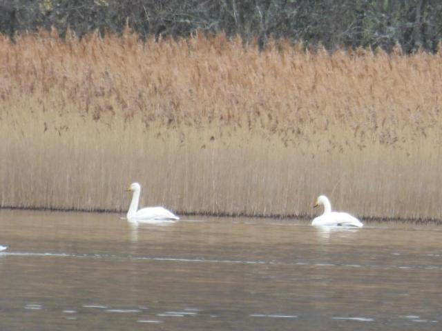 Whooper swans - passing through on their way north