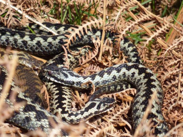 Interrupting a vital moment - the large male on the right has found the mating pair of adders