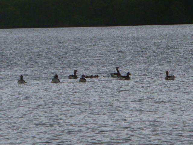 A brood of goslings, with their protective escort